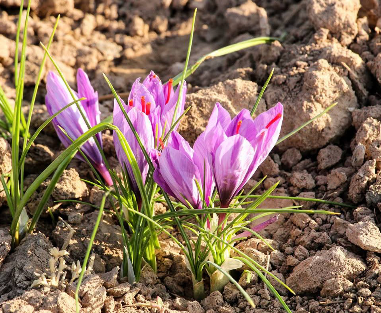 Afghan Saffron
